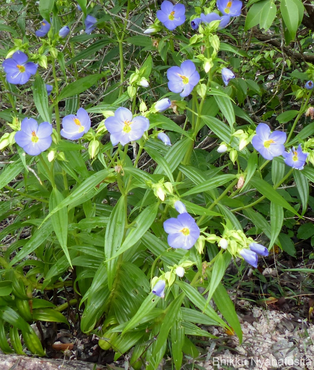 Exacum trinervium (L.) Druce